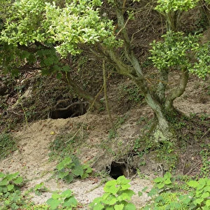 Feral domestic rabbit (Oryctolagus cuniculus) burrows, Okunojima Island, also known