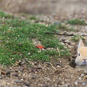 Feral domestic rabbit (Oryctolagus cuniculus) baby poking head out of burrow. Okunojima Island