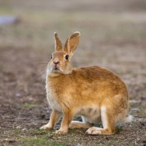 Feral domestic rabbit (Oryctolagus cuniculus) standing up, Okunojima Island, also