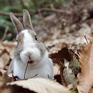 Feral domestic rabbit (Oryctolagus cuniculus) portrait in dried leaves, Okunojima Island