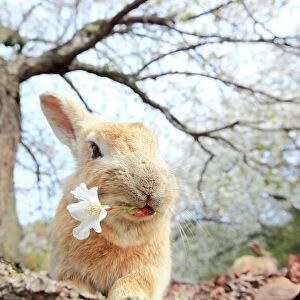 Feral domestic rabbit (Oryctolagus cuniculus) feeding on cherry blossom, Okunojima Island, also known as Rabbit Island, Hiroshima, Japan
