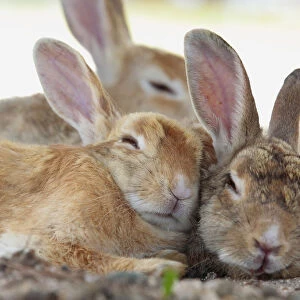 Feral domestic rabbit (Oryctolagus cuniculus) group resting, Okunojima Island, also
