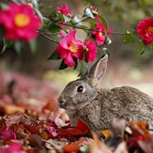 Feral domestic rabbit (Oryctolagus cuniculus) feeding on flowers, Okunojima Island
