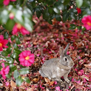 Feral domestic rabbit (Oryctolagus cuniculus) female among flowers, Okunojima Island