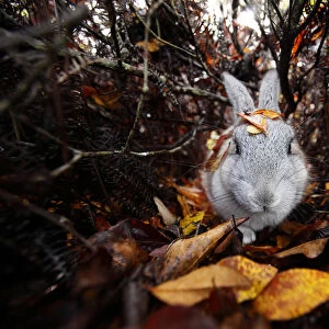 Feral domestic rabbit (Oryctolagus cuniculus) walking through autumn leaves, Okunojima Island