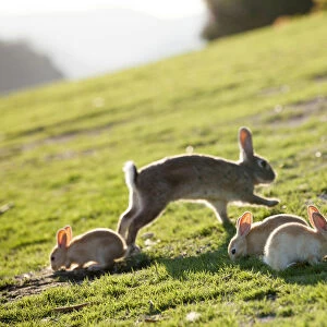 Feral domestic rabbit (Oryctolagus cuniculus) mother with babies eating grass, Okunojima Island