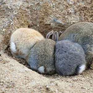 Feral domestic rabbit (Oryctolagus cuniculus) babies, rear view, Okunojima Island