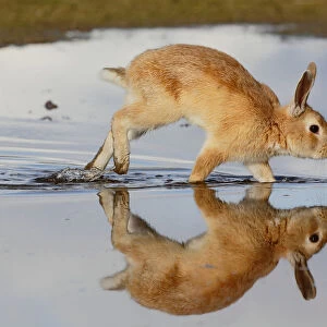 Feral domestic rabbit (Oryctolagus cuniculus) running in puddle and reflected. Okunojima Island