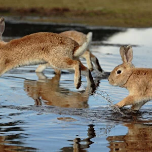 Feral domestic rabbit (Oryctolagus cuniculus) running in puddle, Okunojima Island