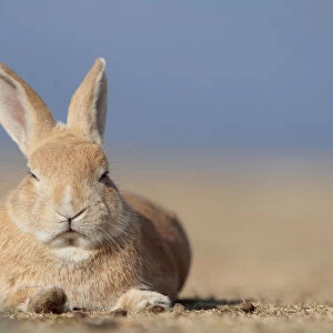 Feral domestic rabbit (Oryctolagus cuniculus) resting, Okunojima Island, also known