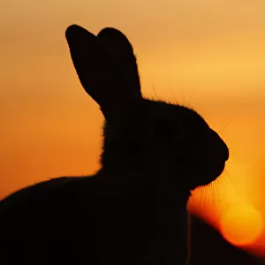 Feral domestic rabbit (Oryctolagus cuniculus) silhouetted at sunset, Okunojima Island