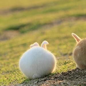 Feral domestic rabbit (Oryctolagus cuniculus) view from behind, Okunojima Island, also known as Rabbit Island, Hiroshima, Japan, May