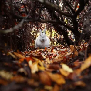 Feral domestic rabbit (Oryctolagus cuniculus) amongst autumn leaves, Okunojima Island