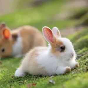 Feral domestic rabbit (Oryctolagus cuniculus) babies, Okunojima Island, also known as Rabbit Island, Hiroshima, Japan Feral domestic rabbit (Oryctolagus cuniculus) babies, Okunojima Island, also known as Rabbit Island, Hiroshima, Japan