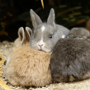 Feral domestic rabbit (Oryctolagus cuniculus) babies, Okunojima Island, also known as Rabbit Island