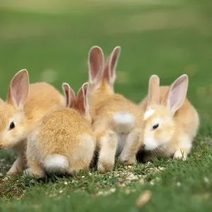 Wildes Haustierkaninchen (Oryctolagus cuniculus)-Kälbchen auf der Okunojimaj-Insel auch bekannt als Insel mit Kaninchen