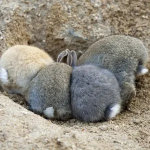 Feral domestic rabbit (Oryctolagus cuniculus) babies, rear view, Okunojima Island