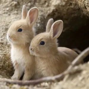 Feral domestic rabbit (Oryctolagus cuniculus) babies at burrow. Okunojima Island Feral domestic rabbit (Oryctolagus cuniculus) babies at burrow. Okunojima Island