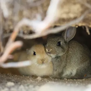 Feral domestic rabbit (Oryctolagus cuniculus) babies in burrow, Okunojima Island