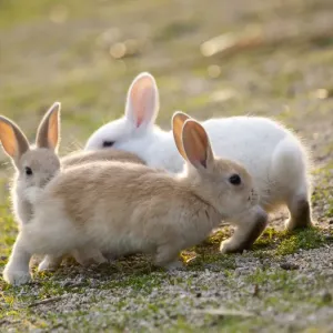 Feral domestic rabbit (Oryctolagus cuniculus) babies chasing each other, Okunojima Island