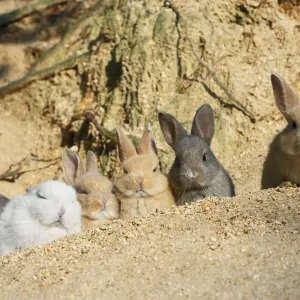Feral domestic rabbit (Oryctolagus cuniculus) babies resting near burrow, Okunojima Island Feral domestic rabbit (Oryctolagus cuniculus) babies resting near burrow, Okunojima Island