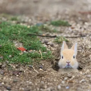 Feral domestic rabbit (Oryctolagus cuniculus) baby poking head out of burrow. Okunojima Island