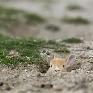 Feral domestic rabbit (Oryctolagus cuniculus) baby poking head out of burrow. Okunojima Island