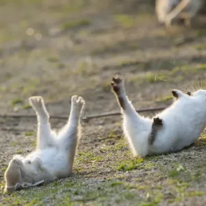 Feral domestic rabbit (Oryctolagus cuniculus) baby rabbits, fallen over during play fight Feral domestic rabbit (Oryctolagus cuniculus) baby rabbits, fallen over during play fight