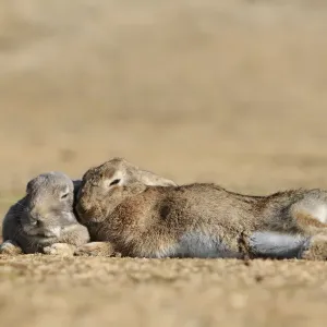 Feral domestic rabbit (Oryctolagus cuniculus) bonded pair sleeping, Okunojima Island
