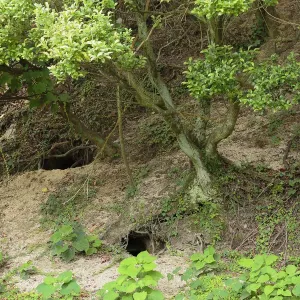 Feral domestic rabbit (Oryctolagus cuniculus) burrows, Okunojima Island, also known