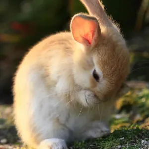 Rabbitsart aus der Wildnis (Oryctolagus cuniculus), reinigt sich das Gesicht auf Okunoshima-Insel
