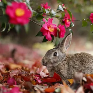 Feral domestic rabbit (Oryctolagus cuniculus) feeding on flowers, Okunojima Island