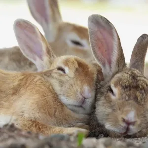 Feral domestic rabbit (Oryctolagus cuniculus) group resting, Okunojima Island, also