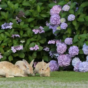 Feral domestic rabbit (Oryctolagus cuniculus) juveniles playing by a hydrangea. Okunojima Island