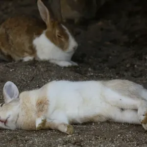 Feral domestic rabbit (Oryctolagus cuniculus) lying on its side whilst sleeping, Okunojima Island