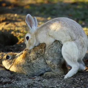 Feral domestic rabbit (Oryctolagus cuniculus) male mating with female, Okunojima Island