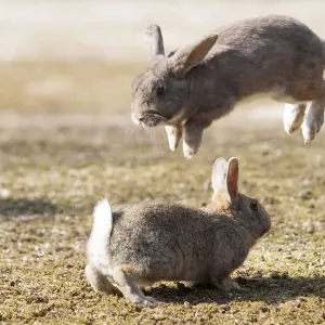 Wildes Haustierkaninchen (Oryctolagus cuniculus) Männliche kämpfen, eines springt in die Luft