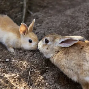 Feral domestic rabbit (Oryctolagus cuniculus) mother and baby nose to nose, Okunojima Island