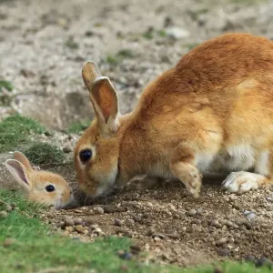 Feral domestic rabbit (Oryctolagus cuniculus) mother greeting baby sticking head out of burrow