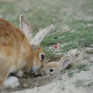 Feral domestic rabbit (Oryctolagus cuniculus) mother greeting baby sticking head out of burrow