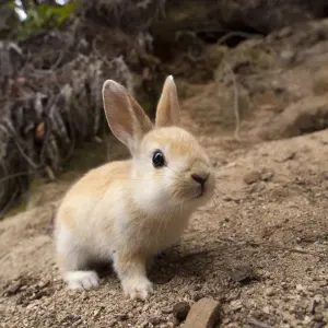Wildes Heimtierkaninchen (Oryctolagus cuniculus), Okunojima-Insel, auch als Kanincheninsel bekannt