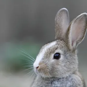 Feral domestic rabbit (Oryctolagus cuniculus) portrait, Okunojima Island, also known