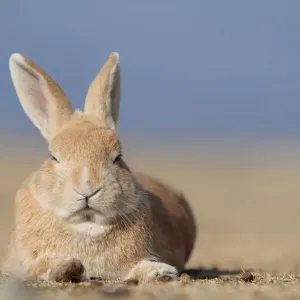 Feral domestic rabbit (Oryctolagus cuniculus) resting, Okunojima Island, also known