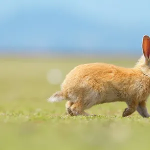Feral domestic rabbit (Oryctolagus cuniculus) running, Okunojima Island, also known as Rabbit Island, Hiroshima, Japan Feral domestic rabbit (Oryctolagus cuniculus) running, Okunojima Island, also known as Rabbit Island, Hiroshima, Japan