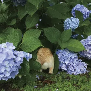 Feral domestic rabbit (Oryctolagus cuniculus) running under hydrangea bush. Okunojima Island