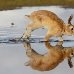 Feral domestic rabbit (Oryctolagus cuniculus) running in puddle and reflected. Okunojima Island