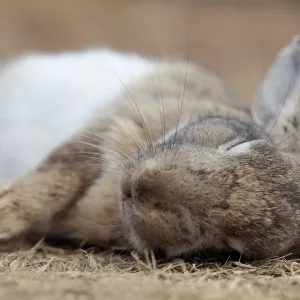 Feral domestic rabbit (Oryctolagus cuniculus) sleeping, Okunojima Island, also known
