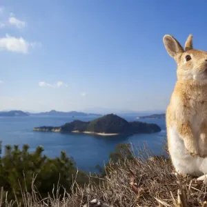 Wildes Haustierkaninchen (Oryctolagus cuniculus), steht auf Hinterbeinen am Küstenrand der Insel Okunojima