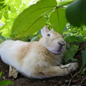 Feral domestic rabbit (Oryctolagus cuniculus) stretched out and sleeping, Okunojima Island