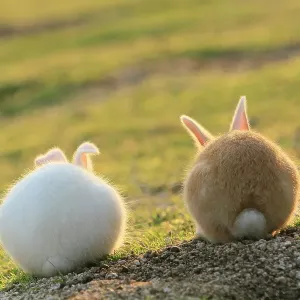 Feral domestic rabbit (Oryctolagus cuniculus) view from behind, Okunojima Island, also known as Rabbit Island, Hiroshima, Japan, May Feral domestic rabbit (Oryctolagus cuniculus) view from behind, Okunojima Island, also known as Rabbit Island, Hiroshima, Japan, May